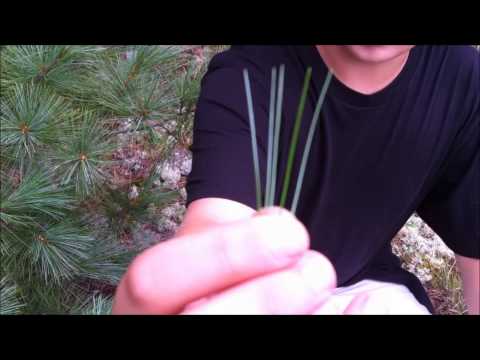 Survival Unlimited: White Pine