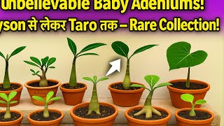 Unbelievable Baby Adeniums! 😲 Tyson से लेकर Taro तक – Rare Collection!