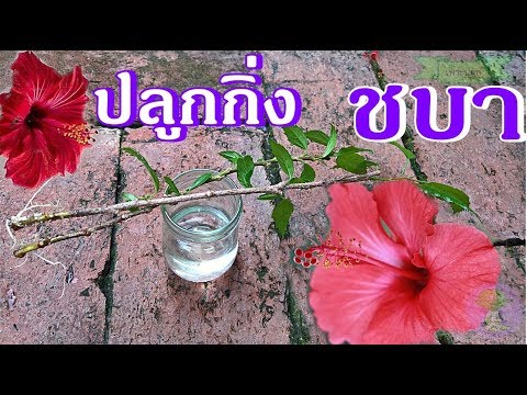 วิดีโอกระตุ้นผู้หญิง กว่าที่จะรักษาแรงเอ้อระเหย