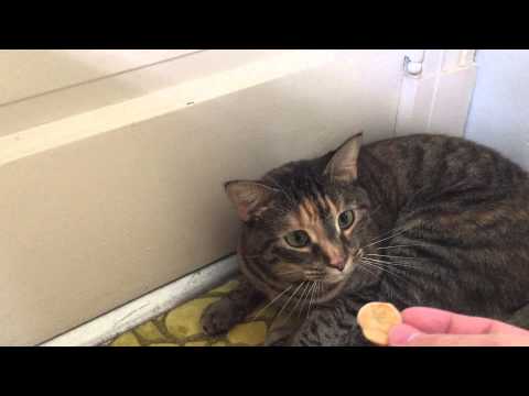 Making a tiny pancake for a cat