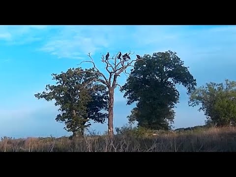 LAKE DANIEL, TX.  Breckenridge, TX. Gonzales Creek, Buzzards Attack, Fishing, Boating, Brazos River