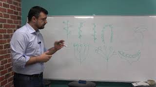 Pregatire de BAC la Biologie Lecția 7: Angiosperme (Magnoliophyta).