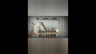 Download lagu Burung Kapasan Kemiri Gacor .#shorts mp3