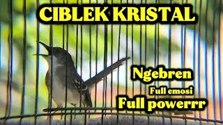 Download lagu CIBLEK KRISTAL gacor ngebren variasi, full emosi Full power, & Masteran & pancingan Ciblek bahan  mp3