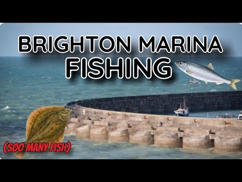 Fishing At Brighton Marina (So Many Fish) 🎣🐠
