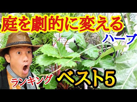 aménagement-jardin-spirale-aromatique-pierres-plantes