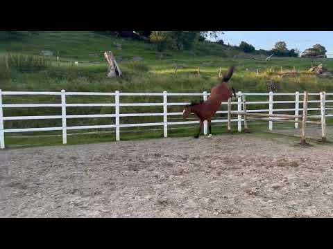 3 year old bay gelding - Image 2