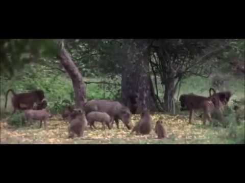 flávio XL -  bicho homem (prod  Intenzoo)