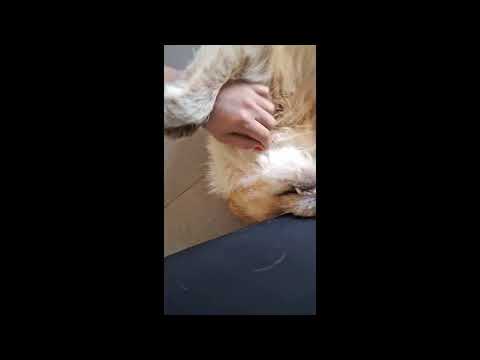 Unsere so liebe💕Nadira💕 sucht ihre Menschen💕🐾💕