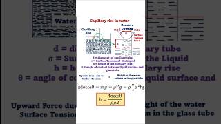 Capillary Rise in Water #fluidmechanics #physics #engineering #fluidmechanics