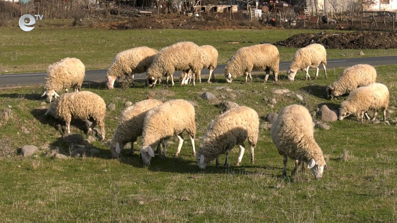Ликвидираха огнище на шарка по овцете в крумовградското село Полковник Желязово