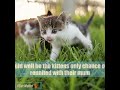 Pregnant Cat Hit By Car