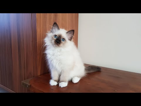 How to assess a Birman kitten for show potential
