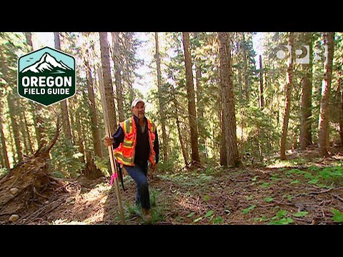 How forest surveying has evolved | Oregon Field Guide