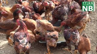 Hướng dẫn chăn nuôi gà theo hướng hữu cơ