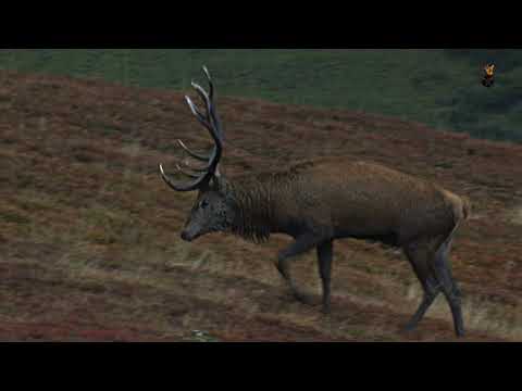 Rotwild Teil 1 Trailer