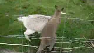 preview picture of video 'Wallaby vs Goat'