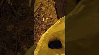 Çöp Konteyneri Yanında Duran Çuvala Ne Var Ne Yok Diye Baktı, İçinden 5 Yavru Köpek Çıktı 