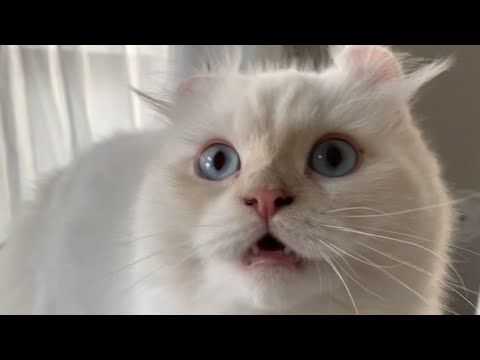 ライオンに似た猫の品種