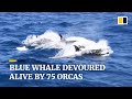 Blue whale devoured alive by 75 orcas off coast of Australia