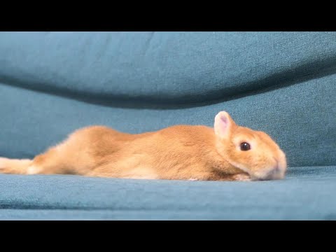 ウサギは寝ますか?