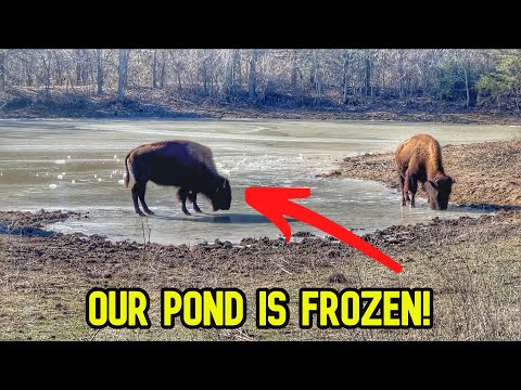 Ponds Are Frozen, Bison Need Some Water!