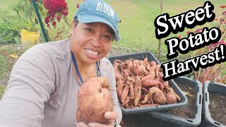 Digging Up DELICIOUS Sweet Potatoes Now!