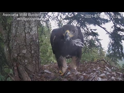 Bucovina Golden Eagles ~ Mom Brings Zenit A Tasty Treat ~ Eurasian Magpie! 😊 7.28.21