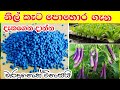 Mal Wagawa Sinhala නිල් කැට පොහොර බාවිතය How To Use Blue Corn Fe