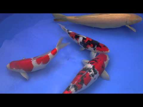 60th Nagaoka Koi Show 2013 - Pools 8 to 14