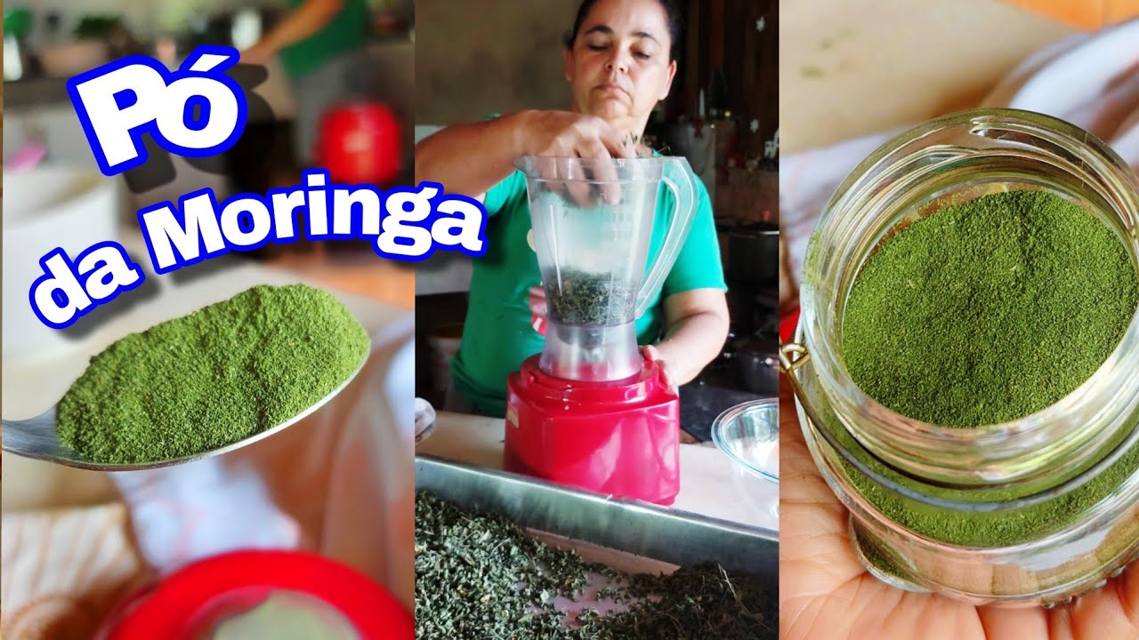 Como fazer o pó da Moringa para tomar - faça em sua casa também