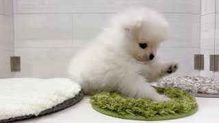 ポメラニアンの動画01