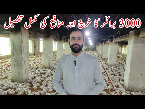 , title : 'Broiler Chicken farming in Pakistan | 3000 broiler feasibility | Poultry farm business plan'