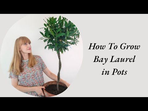 , title : 'How To Grow Bay Laurel in Pots