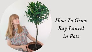 How To Grow Bay Laurel in Pots - Complete Care Guide