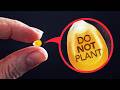 Exposing Why Farmers Can't Legally Replant Their Own Seeds DEFAULT Thumbnail