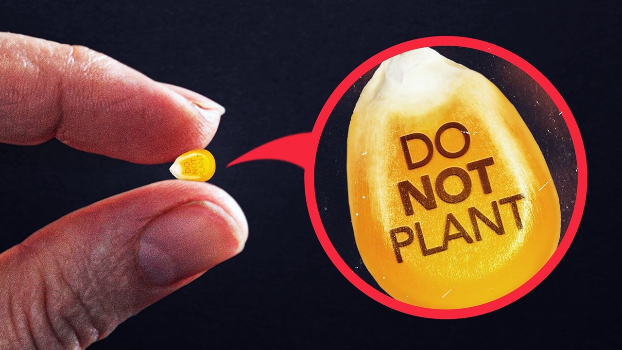 Exposing Why Farmers Can't Legally Replant Their Own Seeds