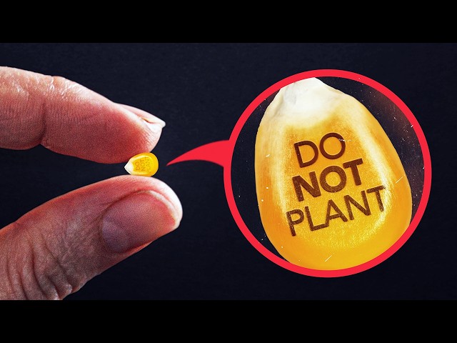 Exposing Why Farmers Can't Legally Replant Their Own Seeds SDDEFAULT Thumbnail