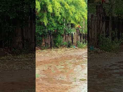 #lluvia #formosaargentina #chacoparaguayo #bendicionesdelcielo #lagunayema