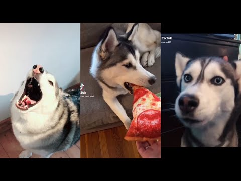 Never argue with a husky, they're always right! Funny TikTok Compilation