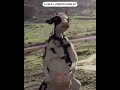 A VACA QUE LUTA KUNG FU Shorts