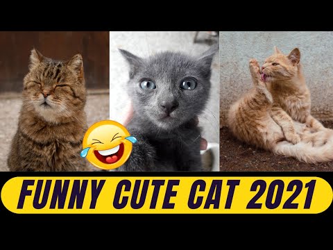 Funniest Cute Cat Videos Compilation || TRY NOT TO LAUGH - ( Funny Cat And Dog Vines)