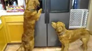 Helping themselves to ice cubes