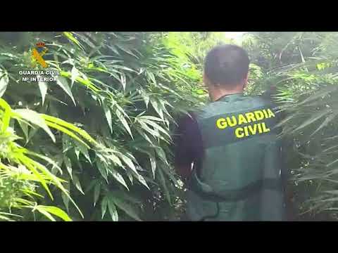 Desmantelan doce plantaciones de marihuana en el País Vasco