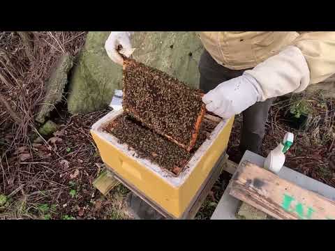 Vintermatning av bin