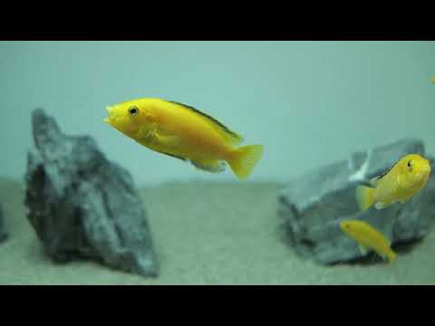 ラビドクロミス イエロー – 明るく美しいシクリッド