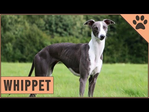 YouTube video about: How old do you have to be to buy whippets?