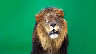 Download lagu green screen lion singa untuk editor no copyright mp3