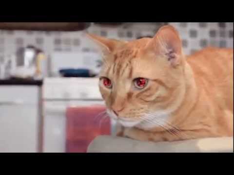 Cat laser eyes