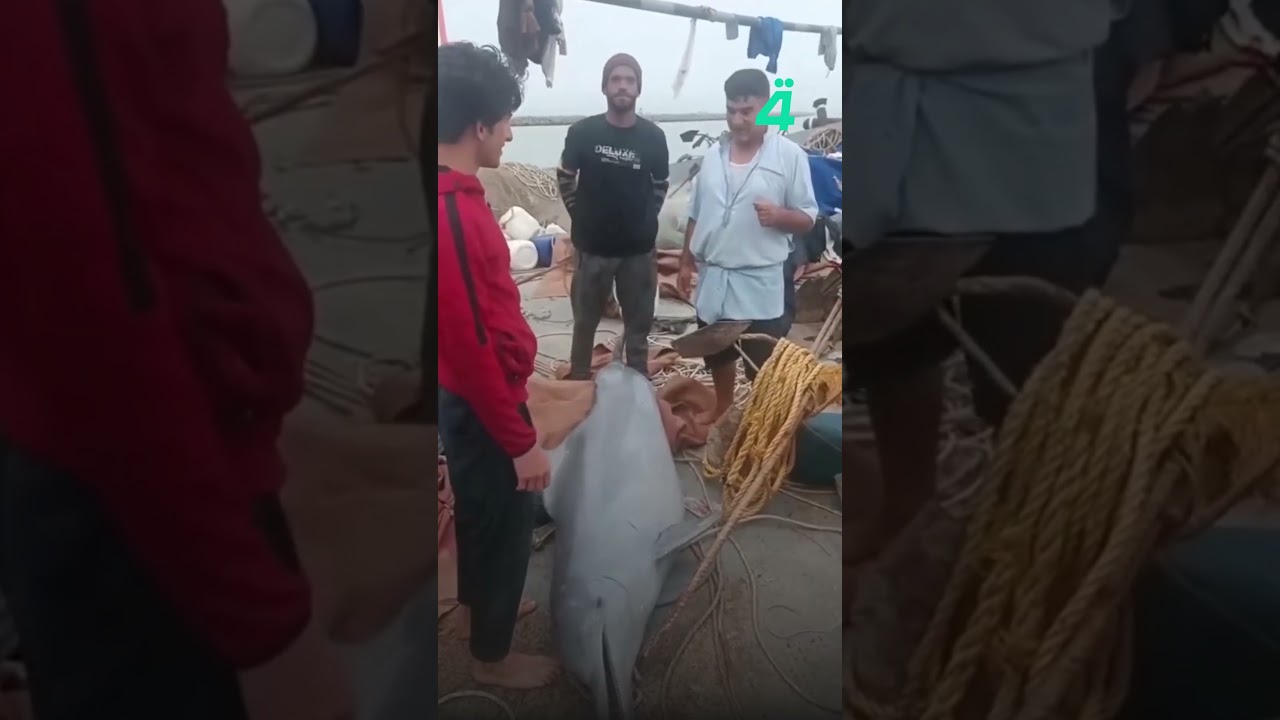 فيديو | صيادون في البصرة يصطادون دولفيناً داخل المياه الإقليمية